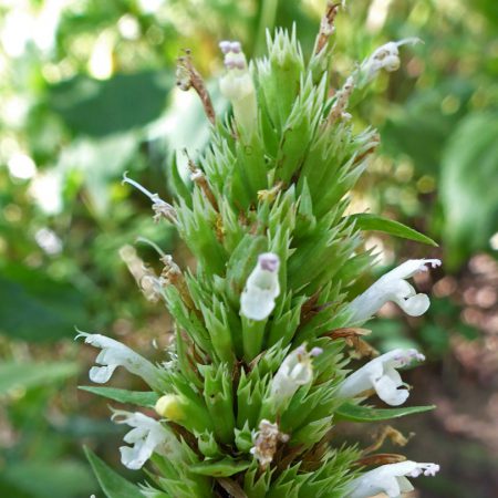 Hyssop, White Seeds