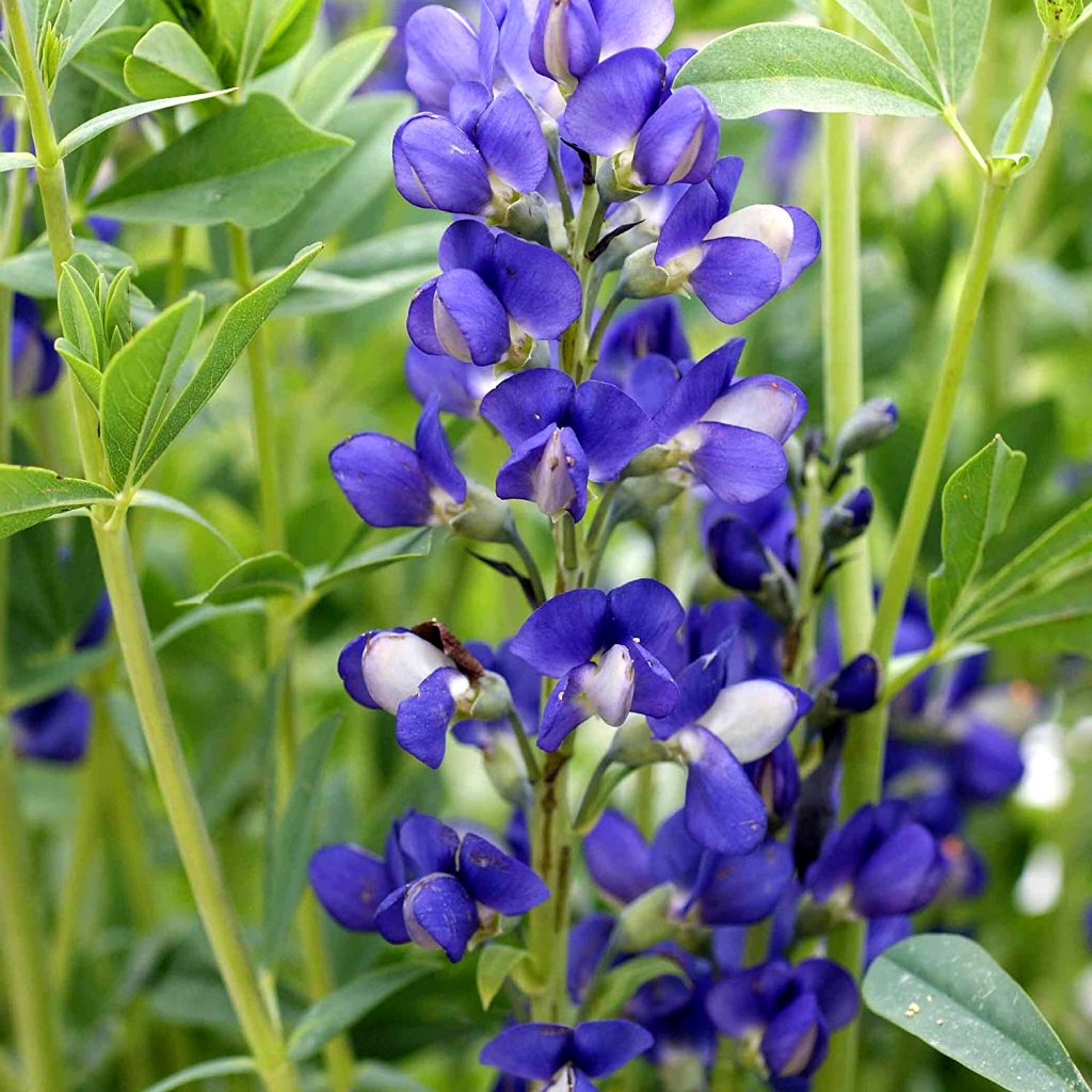 Indigo, Wild, False Blue Seeds