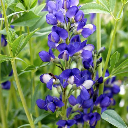 Indigo, Wild, False Blue Seeds