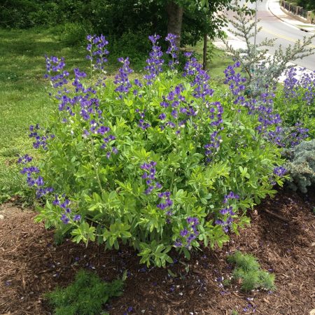 Indigo, Wild, False Blue Seeds