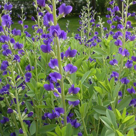 Indigo, Wild, False Blue Seeds