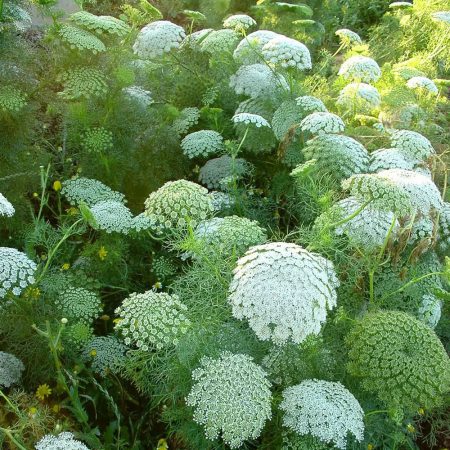 Khella Seeds