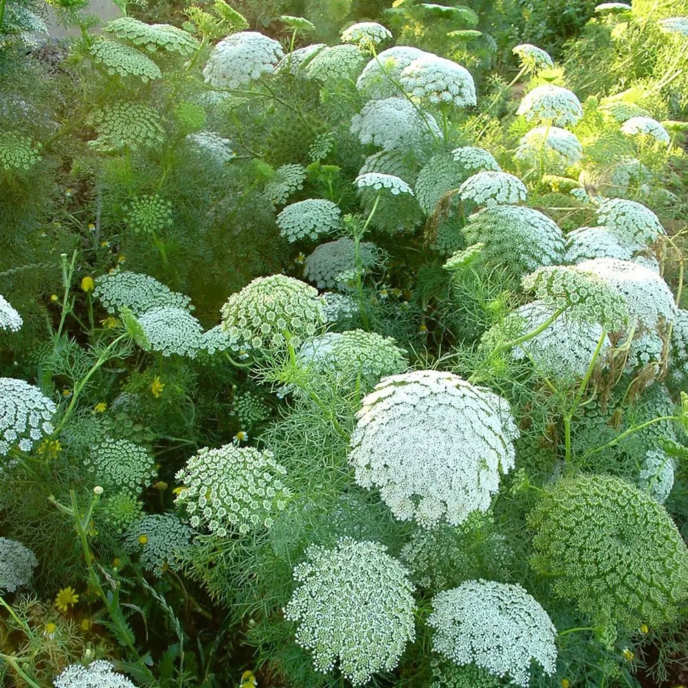 Khella Seeds
