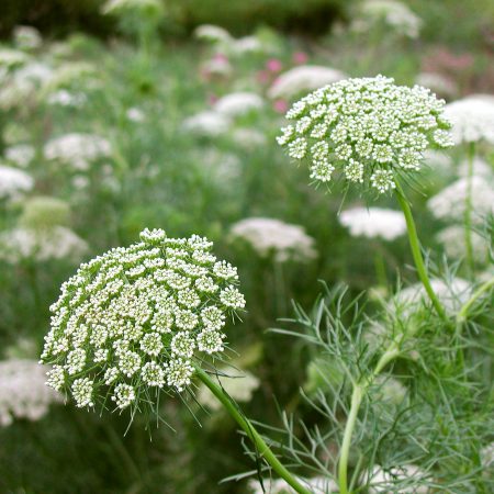 Khella Seeds