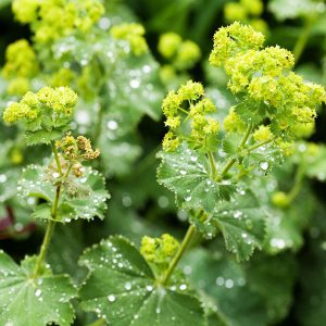 Lady's Mantle Seeds