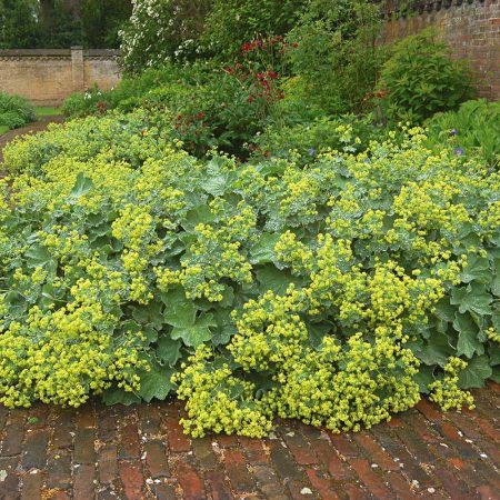 Lady's Mantle Seeds