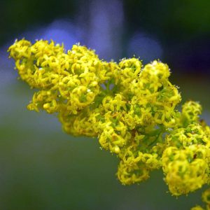 Lady's Bedstraw, Yellow Seeds