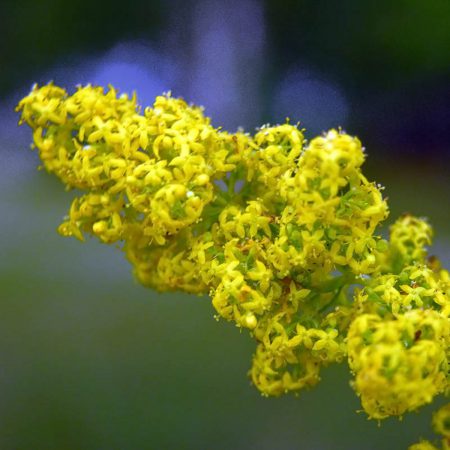 Lady's Bedstraw, Yellow Seeds