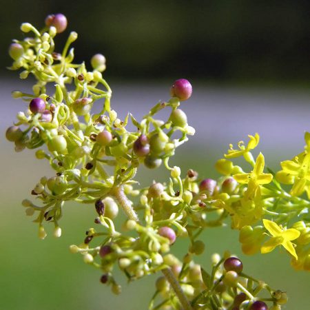Lady's Bedstraw, Yellow Seeds