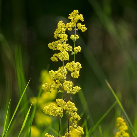 Lady's Bedstraw, Yellow Seeds
