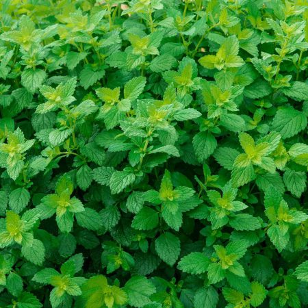 Lemon Balm Seeds