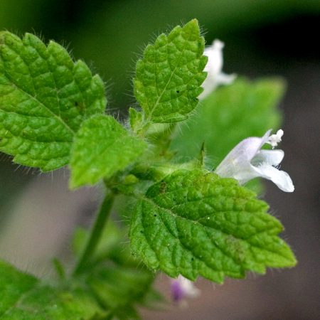 Lemon Balm Seeds