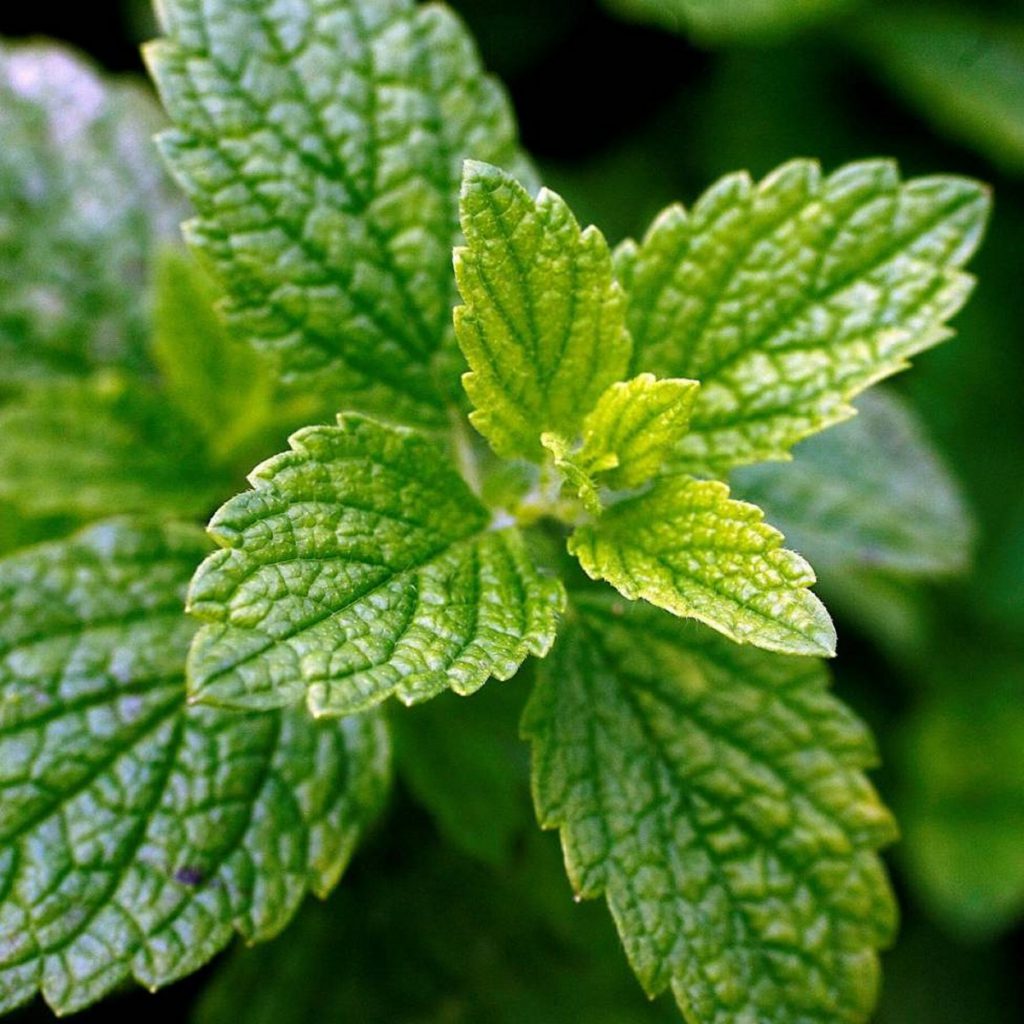 Lemon Balm Seeds