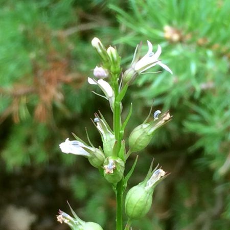Lobelia Seeds