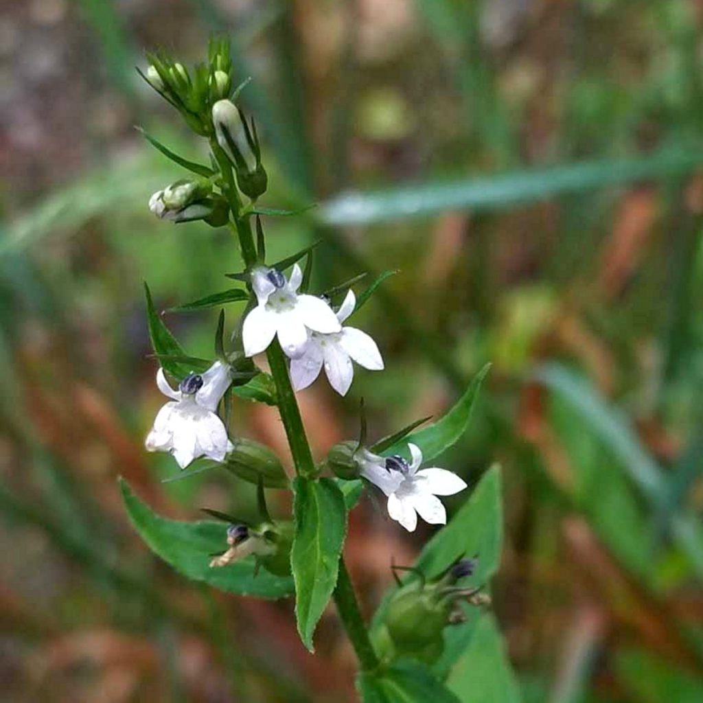 Lobelia Seeds