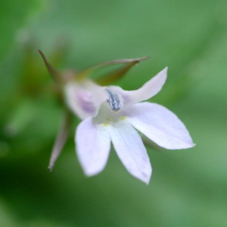 Lobelia Seeds