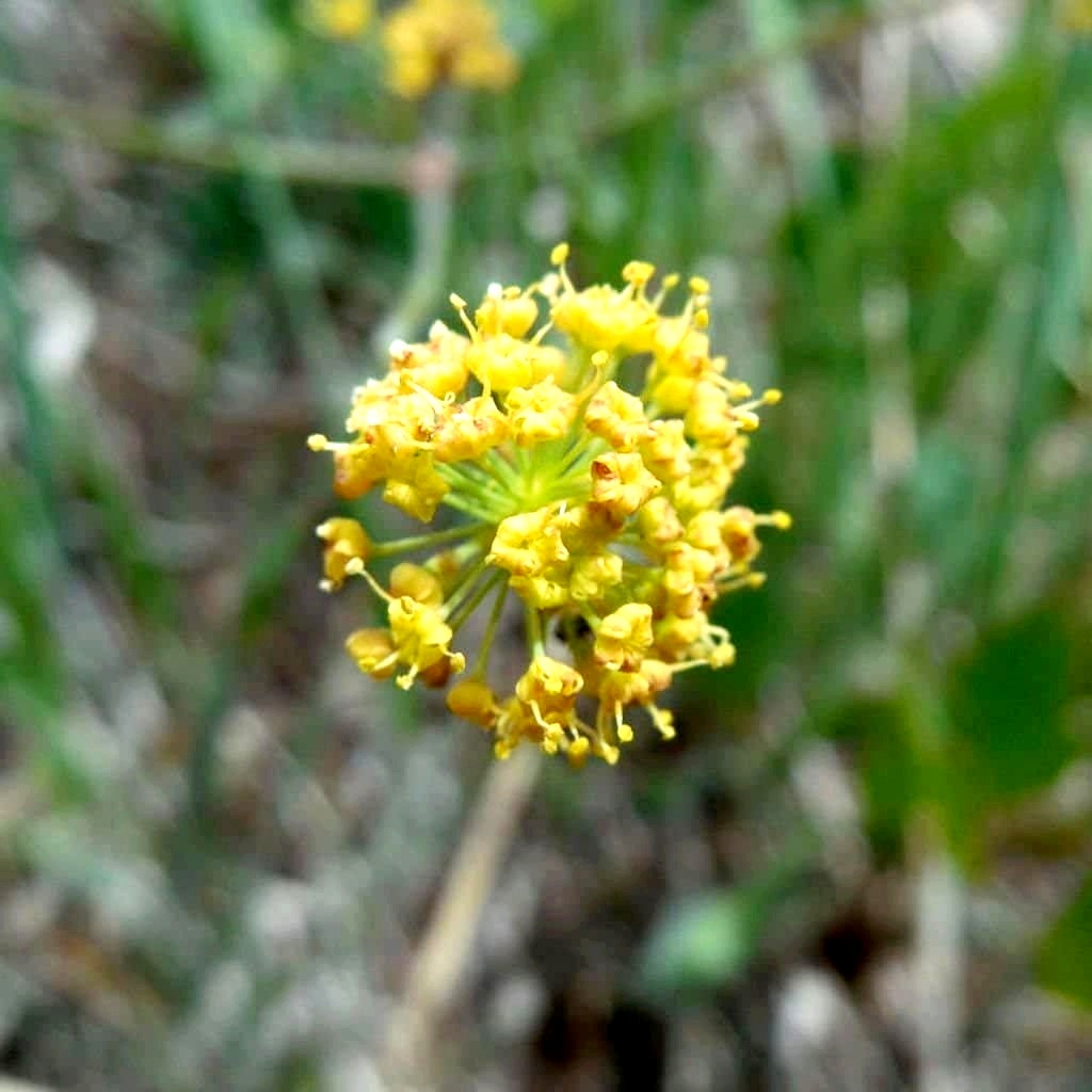 Lomatium Seeds