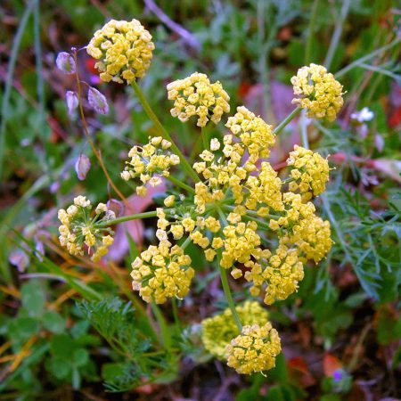 Lomatium Seeds