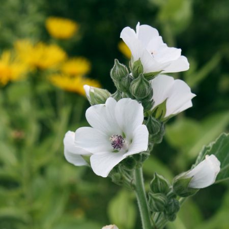Mallow, White Marshmallow Seeds