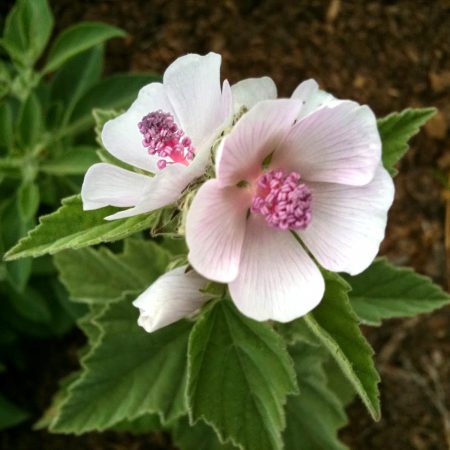 Mallow, White Marshmallow Seeds