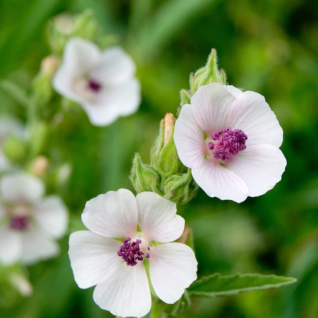Mallow, White Marshmallow Seeds
