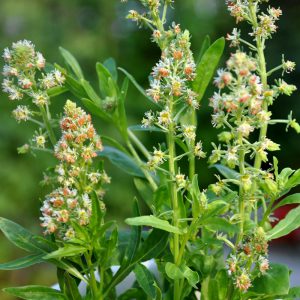 Mignonette, Sweet Seeds