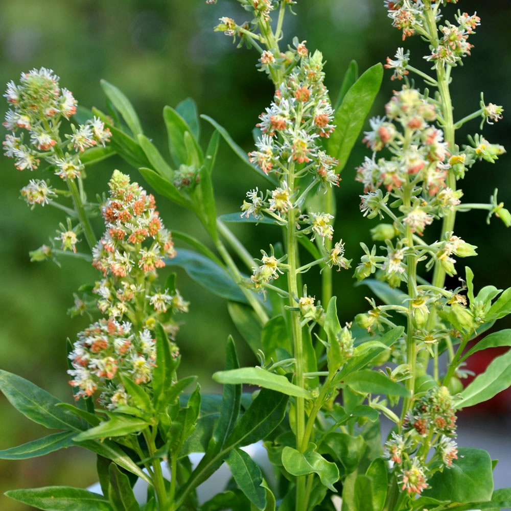 Mignonette, Sweet Seeds