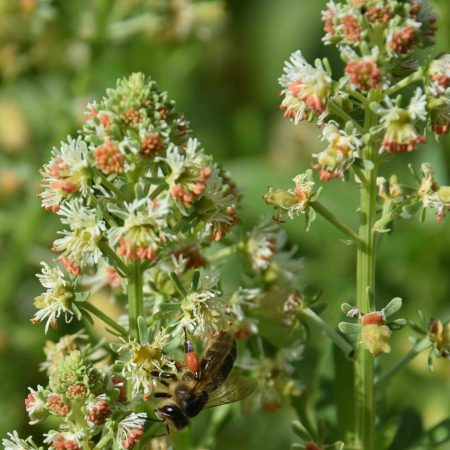Mignonette, Sweet Seeds