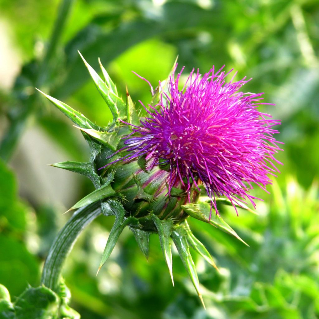 Milk Thistle Seeds