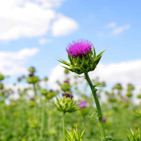 Milk Thistle Seeds