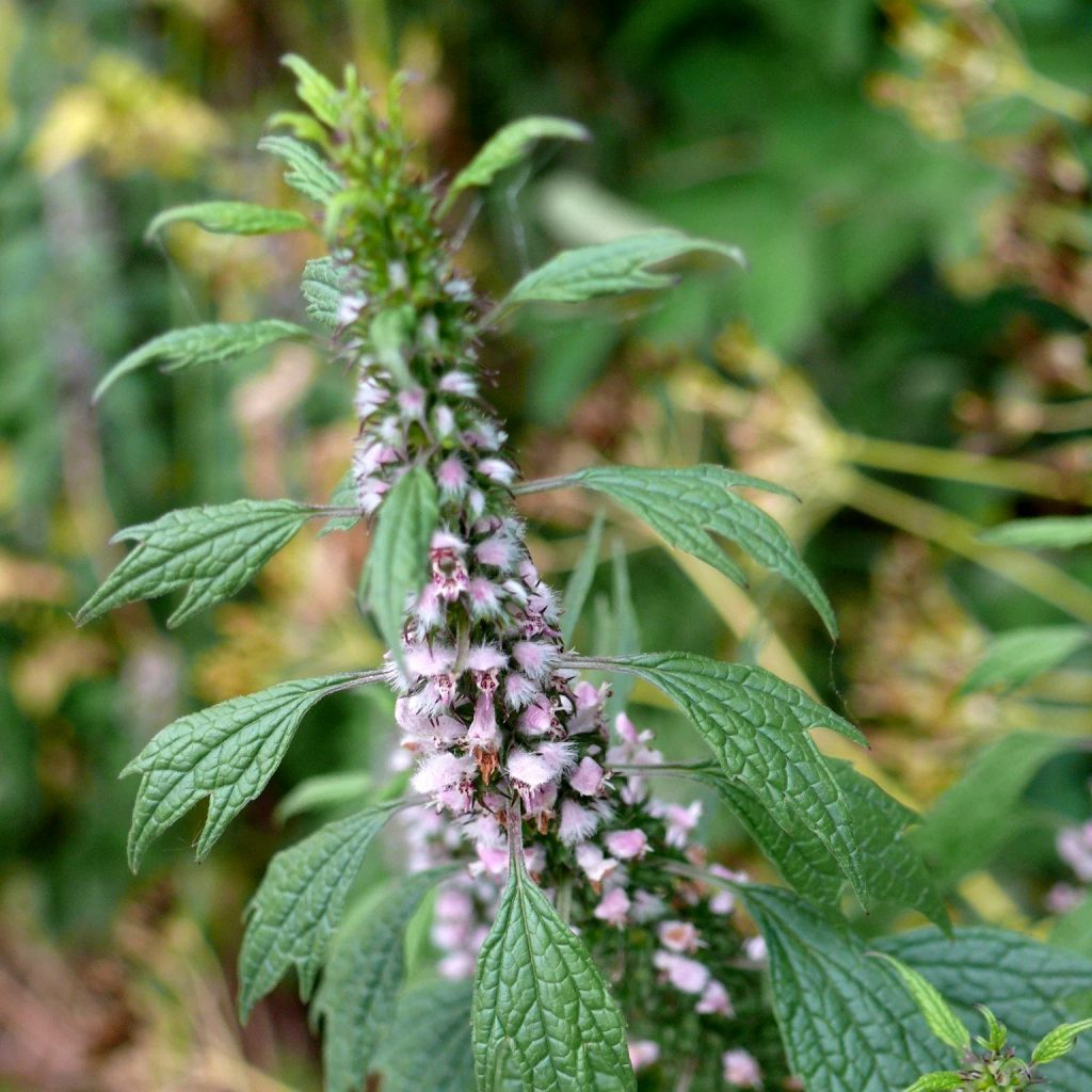 Motherwort Seeds