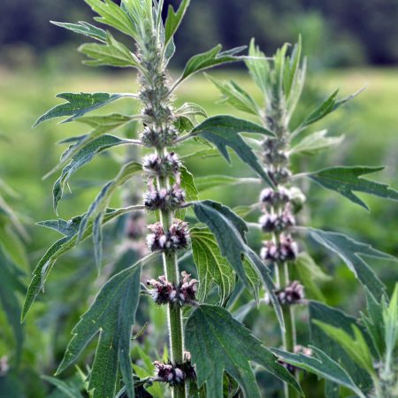 Motherwort Seeds