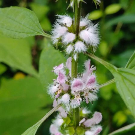 Motherwort Seeds