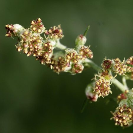 Mugwort Seeds
