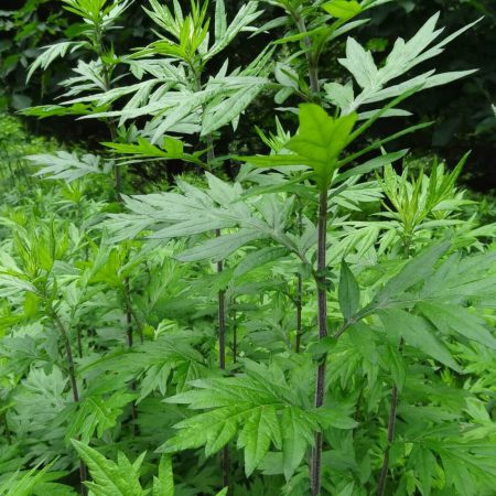 Mugwort Seeds