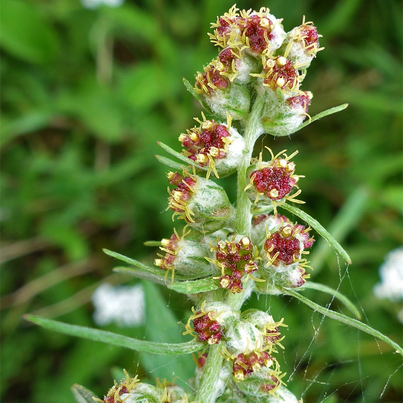 Mugwort Seeds