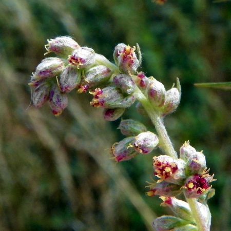 Mugwort Seeds