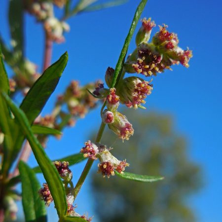 Mugwort Seeds
