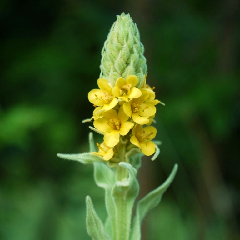 Mullein, Dense Seeds