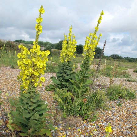 Mullein, Dense Seeds