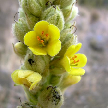 Mullein, Dense Seeds