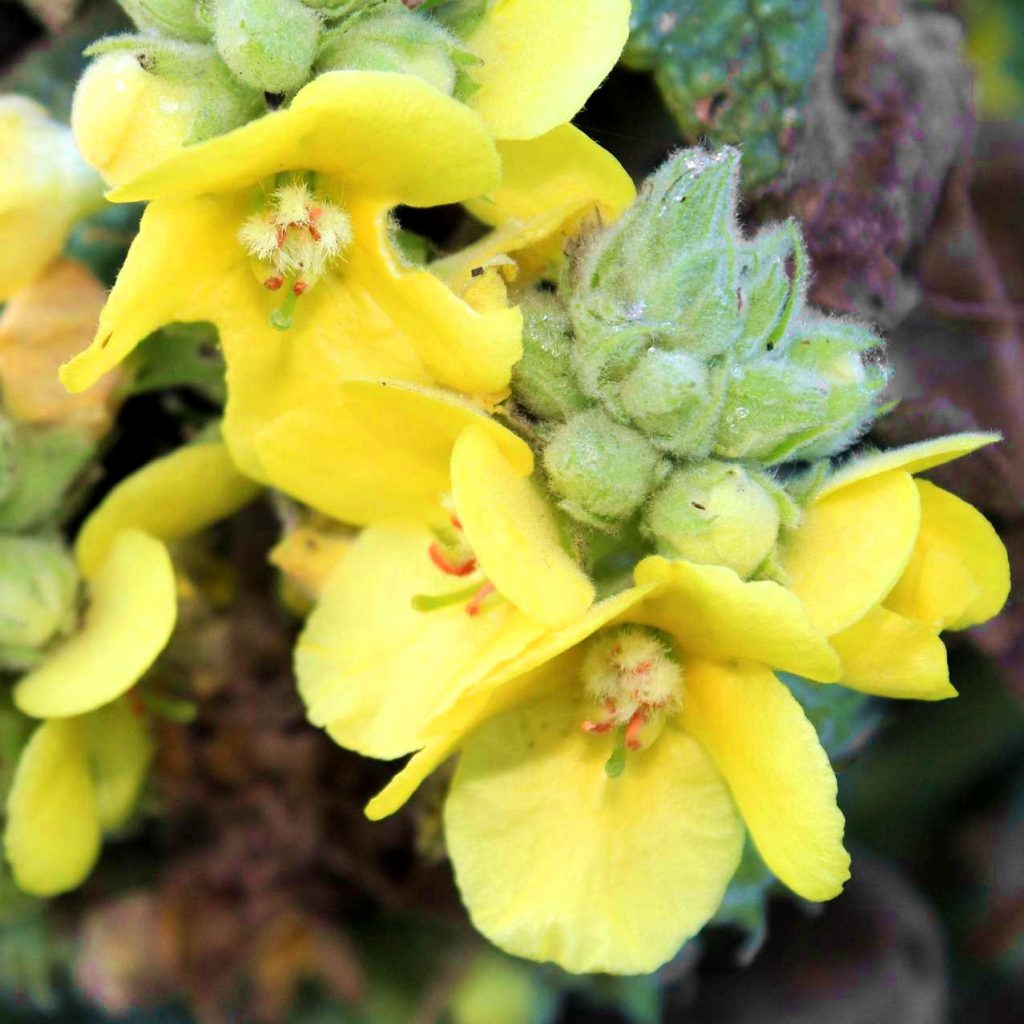 Mullein, Silver Seeds