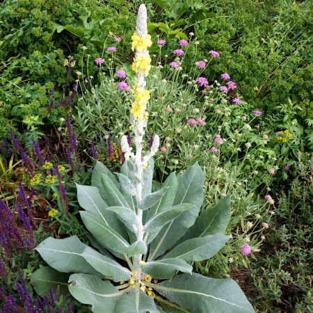 Mullein, Silver Seeds