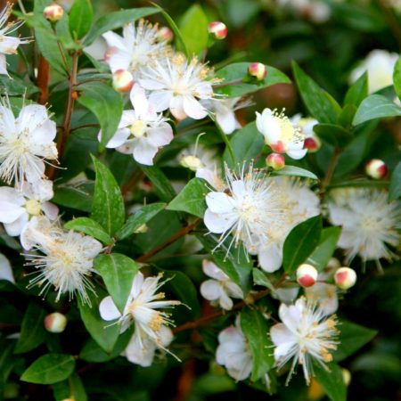 Myrtle, Greek Seeds