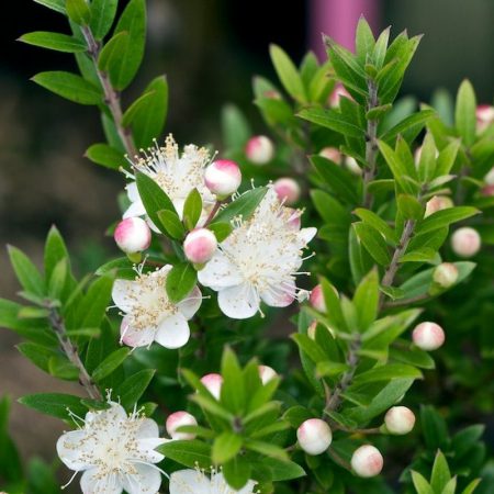 Myrtle, Greek Seeds