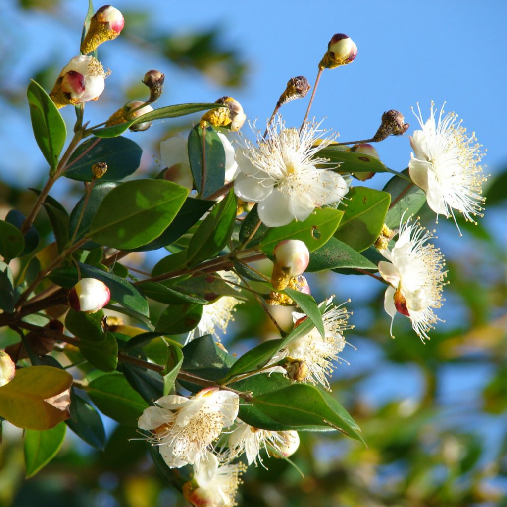 Myrtle, Greek Seeds