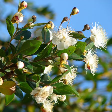 Myrtle, Greek Seeds