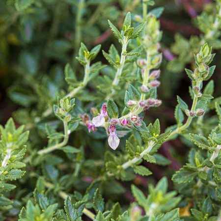 Germander Seeds