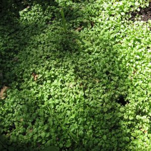 Pennyroyal, English, Creeping Seeds