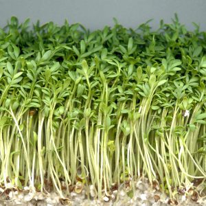 Peppergrass Seeds